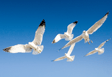 Bird Control