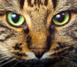 Cat, Dog and Animal Control