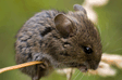 Pest Control