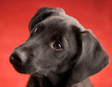 Pet Care and Pet Training