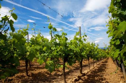 Vineyards