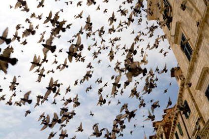 Pigeon Control